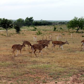 La Cardosa Ranch Texas