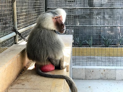 Tasneem Zoo