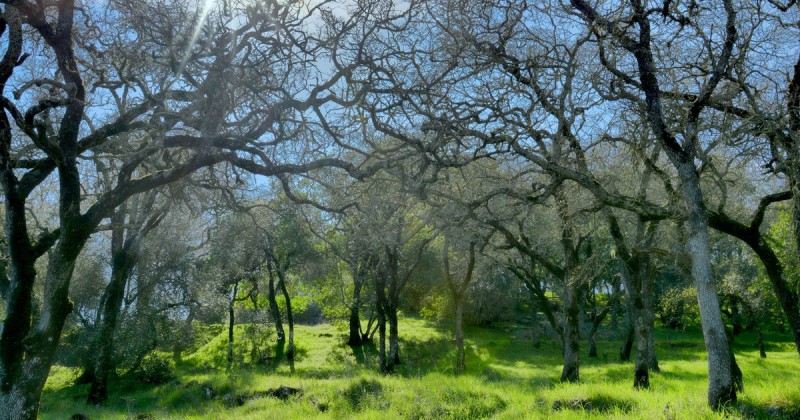 Skyline Wilderness Area Park