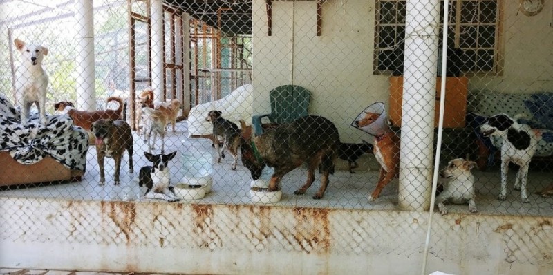 Tony the Dogfather (Karranah)