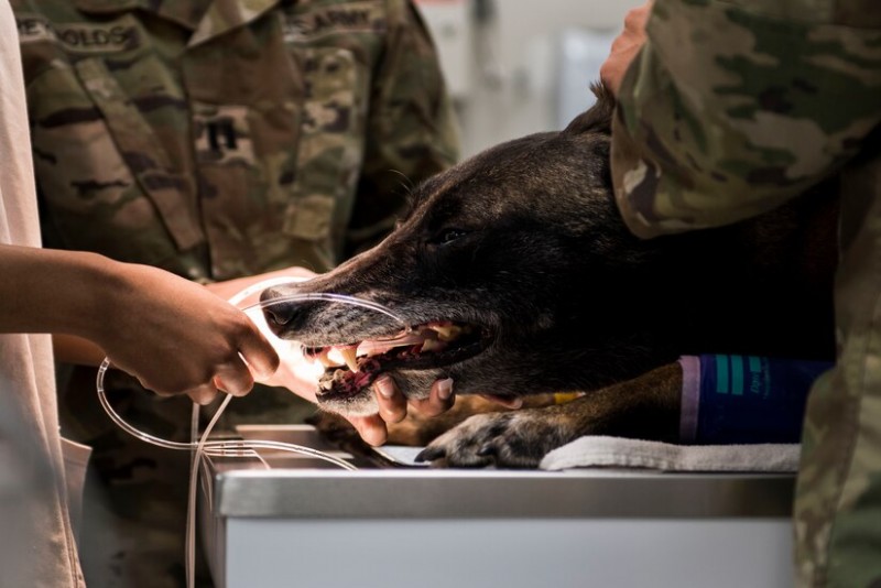 Tripler Veterinary Treatment Facility