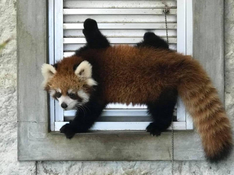 Animal Photos that Zookeepers Took!