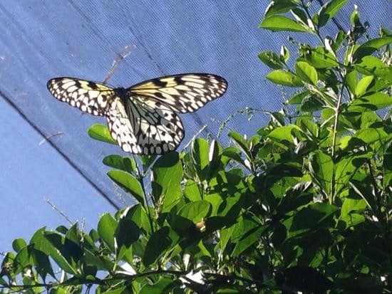 Davao Butterfly House