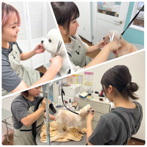 Dog Beauty Salon Pochi