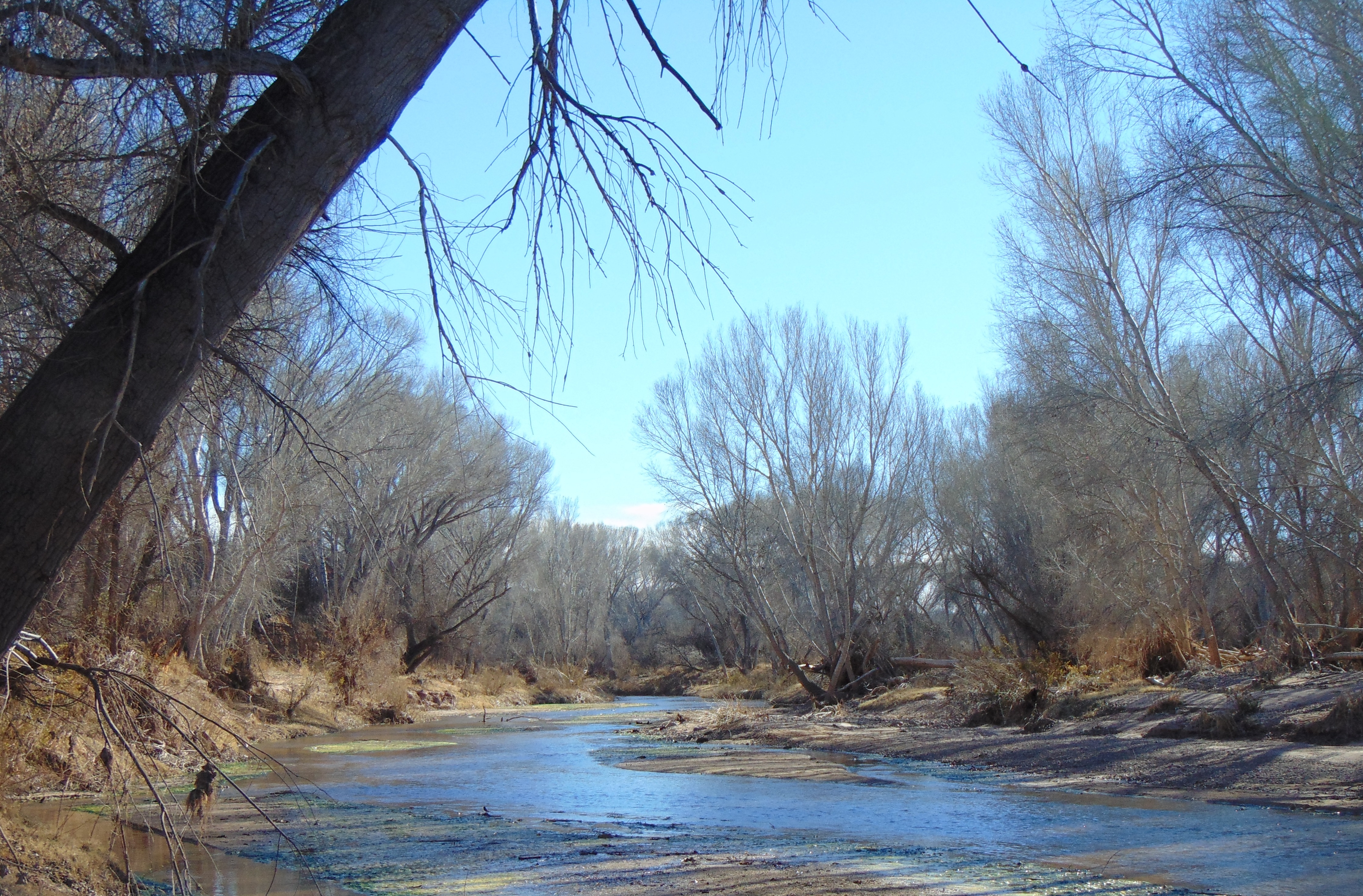 San Pedro Riparian National Conservation Area