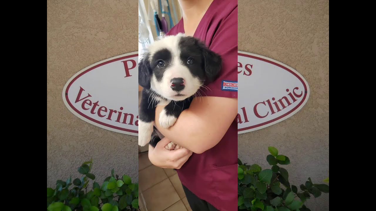 Paso Robles Veterinary Clinic