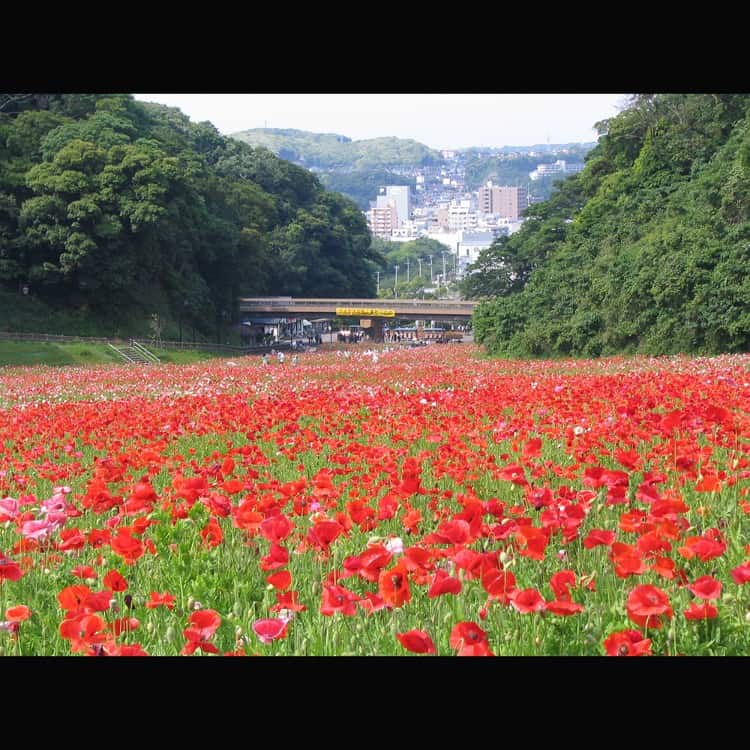 Kurihama Flower Park