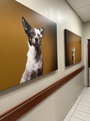 VCA Emergency Animal Hospital