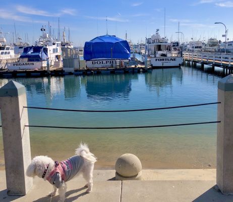 Point Loma Boat Launch and Marina Area