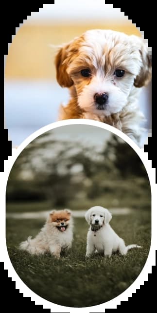 Pet Shipping Services