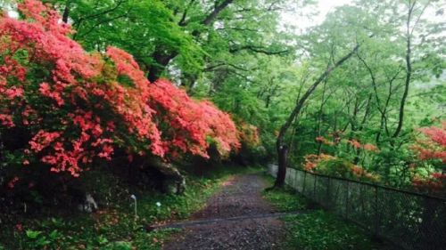 Nikko Botanical Garden