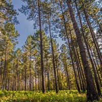 Oak Grove Campground - MCAS Cherry Point
