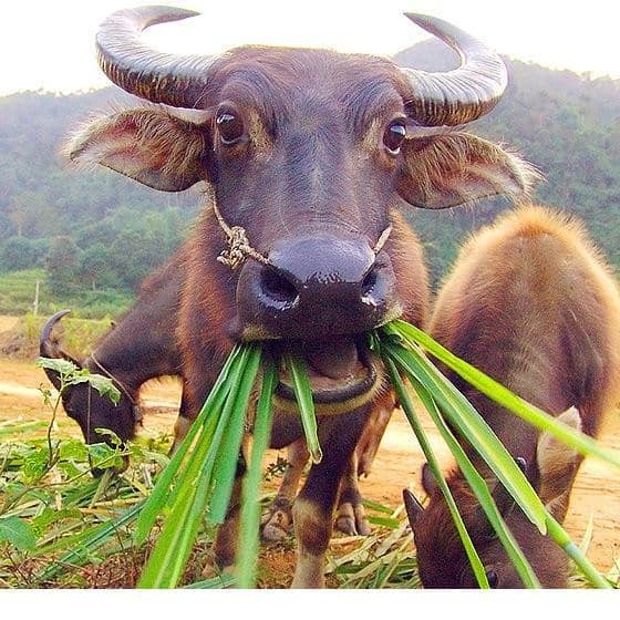 Blue Carabao Diner