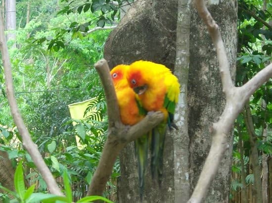 Zoobic Safari